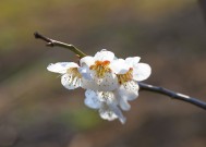 梅花扑鼻香之秘